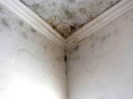 Best Environmental Consulting for Mold Prevention in USA